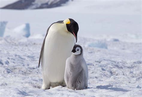 Penguins