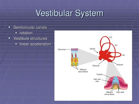 PPT - Ataxia and Dizziness PowerPoint Presentation, free download - ID:3098741