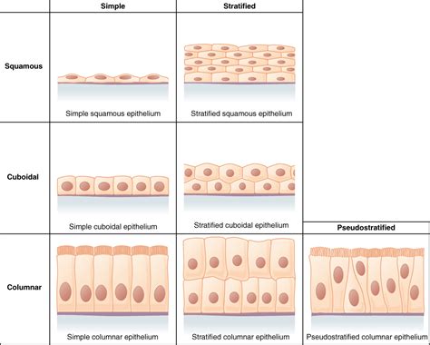 This figure is a table showing the appearance of squamous, cuboidal and columnar epithelial ...