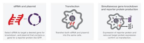 Co-Transfection | Thermo Fisher Scientific - IN