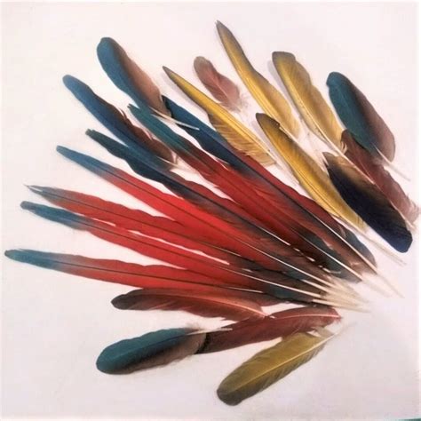 2 to 15 Inch Parrot and Macaw Feathers in Assorted Length Batches ...