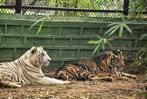 Free stock photo of animal, bengal tiger, big