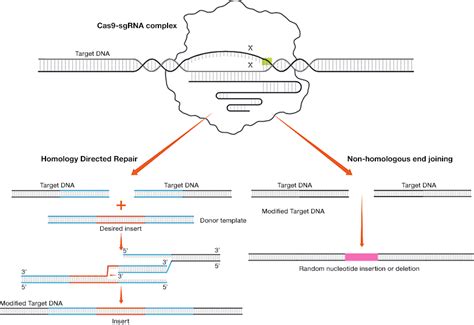 Dna Damage And Repair