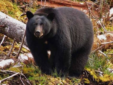 Wildlife Watching - Photo Gallery - Go Haida Gwaii | Black bear ...