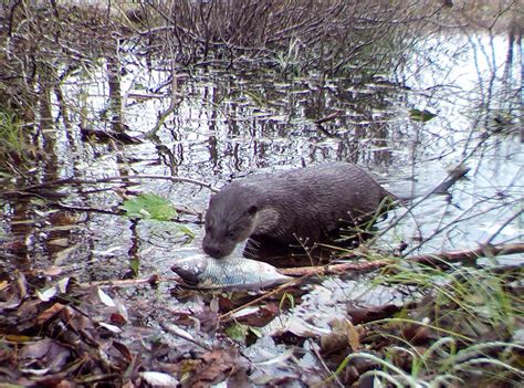 Study reveals wildlife is abundant in Chernobyl