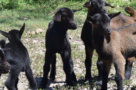 Something’s Goat to Give on #GivingTuesday | CMMB Blog