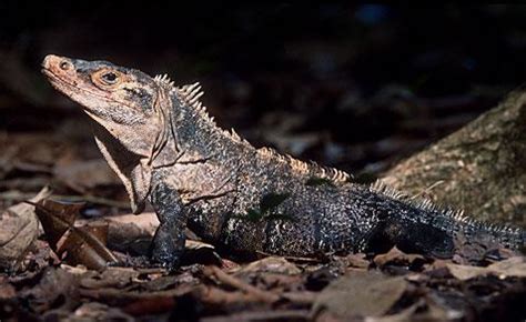 Iguana Lizards – Where to Find Information about Iguanas and Lizards