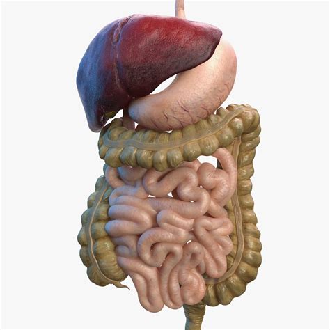 3D human digestive model - TurboSquid 1469280