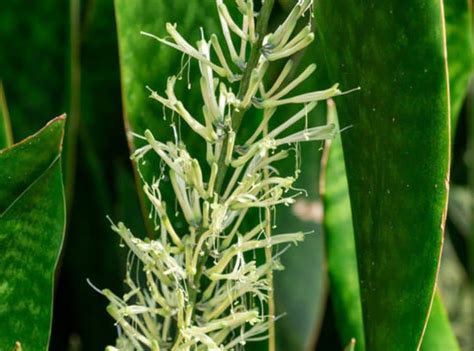 Snake Plant Flowering | The Beauty Of The Rare Occurrence | Succulent Thrive