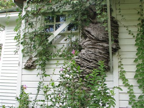 Watch Out For Wasps: Massive Yellow Jacket Nests Spotted In Alabama | NCPR News