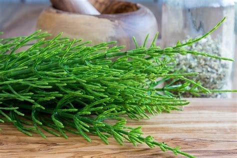 How to Use Horsetail Herb: A Hidden Natural Health Treasure - Live Love Fruit