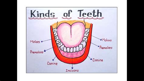 Human Teeth Diagram For Kids