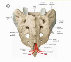 OMM Sacral Flashcards - Cram.com