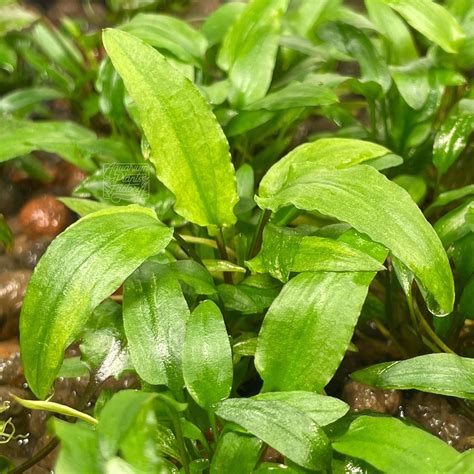 Cryptocoryne Wendtii 'Green' | APF Aquarium Plants Factory®