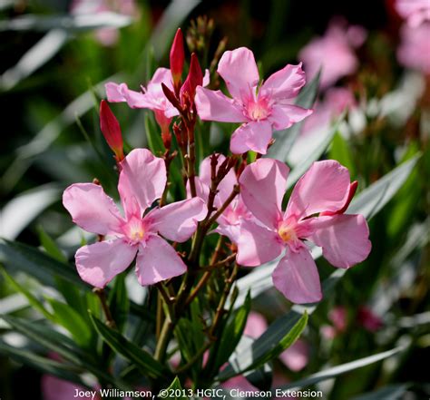 Oleander Flower