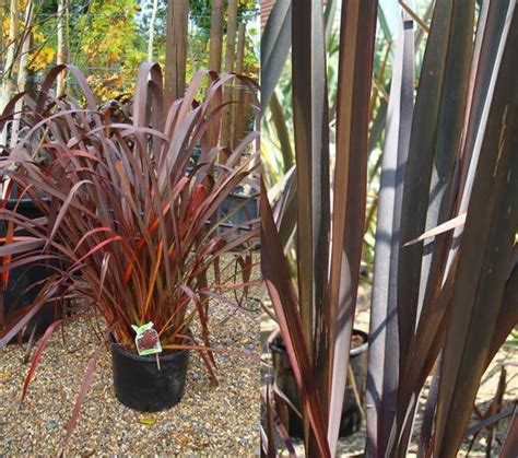 Authentic Guaranteed Phormium tenax Varieties New Zealand Flax Hardy ...