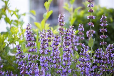 Premium Photo | Salvia pratensis , meadow clary or meadow sage purple ...