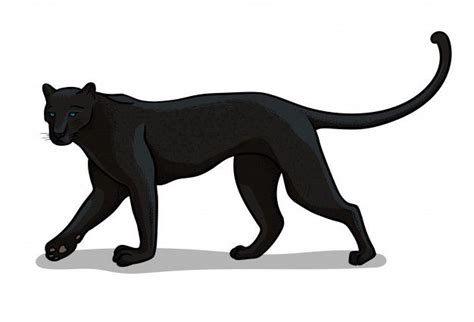 Premium Vector | Panther big cat isolated in cartoon style. educational zoology illustration ...