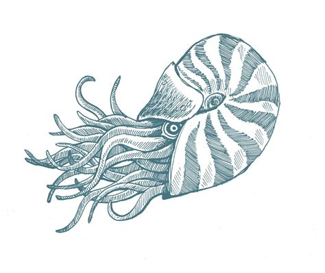 mysterymeats-42-77: June 2010 | Creature drawings, Sea creatures drawing, Sea drawing