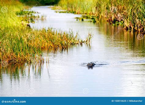 Alligator stock image. Image of nature, blue, species - 150014625