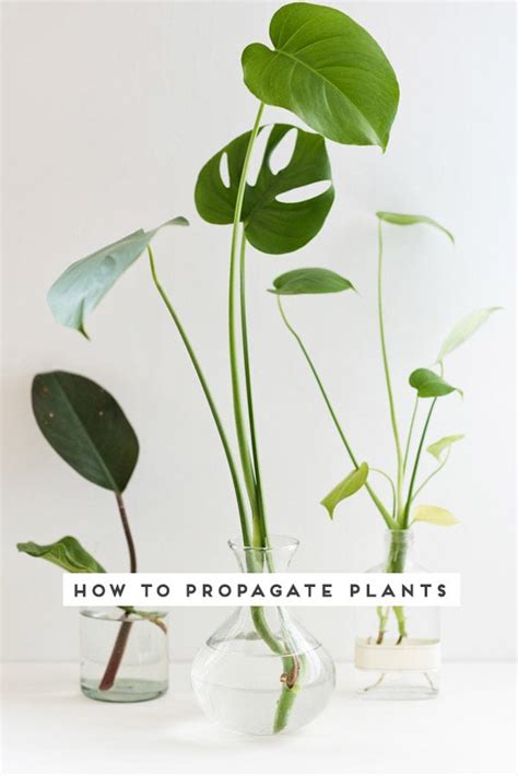 Quick Guide to Propagating Plants in 3 Easy Steps