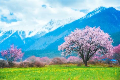 Peach Blossom Photography Tour - Wonders of Tibet