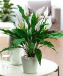 30 Office Desk Plants to Brighten your Small Business