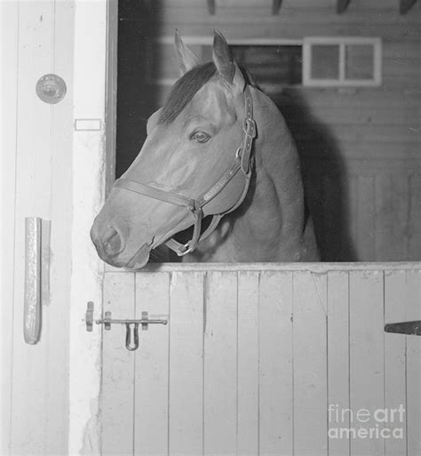 Racehorse Seabiscuit by Bettmann