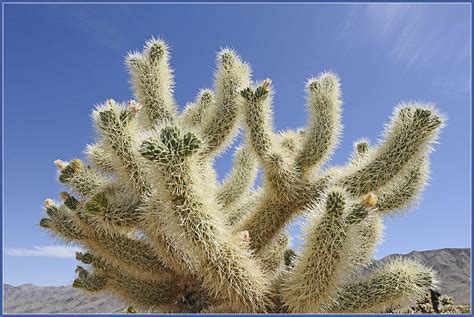 Cholla Cactus | Cholla Cactus Garden Trail, Joshua Tree Nati… | Flickr