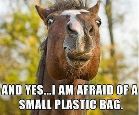 14 Funny Horse Memes That Will Make You Smile! - Page 2 of 3 - PetPress