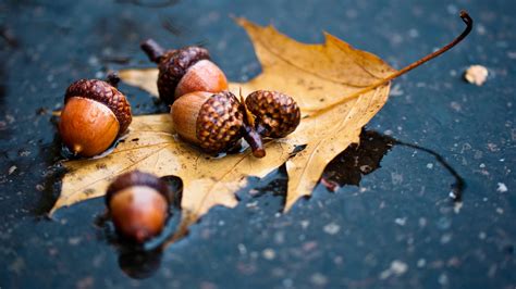 🔥 [40+] Acorn Wallpapers | WallpaperSafari