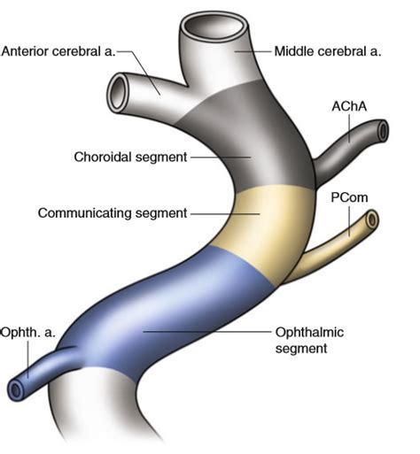 Peripheral Brain – Page 47 – for neurocritical care experts