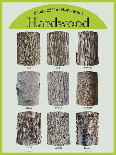 Trees of the Northeast Hardwood Bark Poster 18x24: 9 Unique Hardwood Tree Bark Photographs, 9 ...