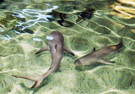 Behind the Glass: Introducing Baby Sharks