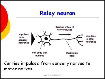 Relay neurons Diagram | Quizlet