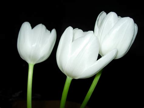 white tulips 1 Free Photo Download | FreeImages