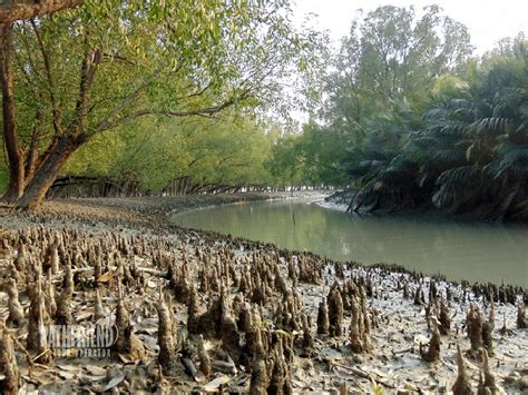 Sundarbans | Best Tour Operator in Bangladesh