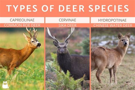 Different Types of Deer Species - Cervid Animals With Photos