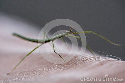 Medauroidea Extradentata, Commonly Known As The Vietnamese Or Annam ...