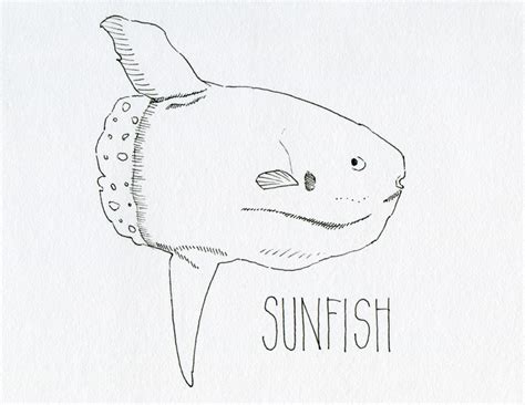 Sunfish Drawing at GetDrawings | Free download