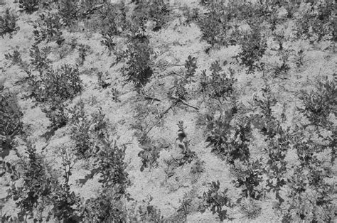 Free photo: Sand plant growth pattern - Blackandwhite, B&w, Monochrome - Free Download - Jooinn