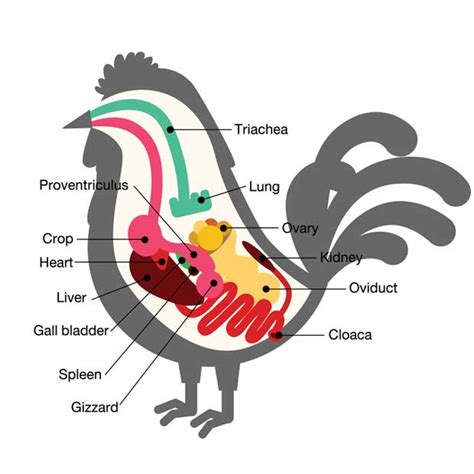 Poultry anatomy 101: What happens when a chicken eats