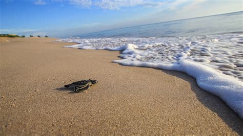 Sea turtle nesting season underway | wtsp.com