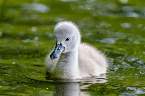 Beautiful Young Mute Swan Cygnet Cygnus Olor on River Stock Photo - Image of animal, chick ...