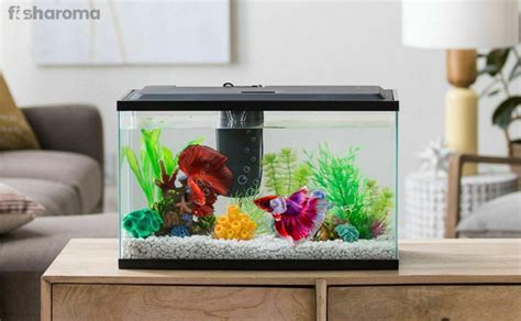 10 Best Betta Fish Tanks to Buy in 2021 (Handpicked)