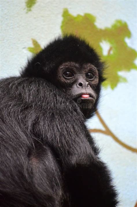 Black-headed spider monkey stock photo. Image of black - 40556686