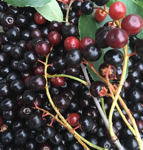 Recipe: Fermented wild black cherry cordial (Prunus serotina) | Receta | Fruta