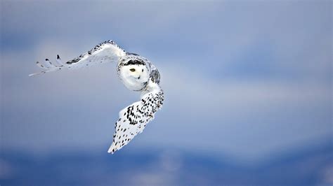 Download Animal Snowy Owl HD Wallpaper