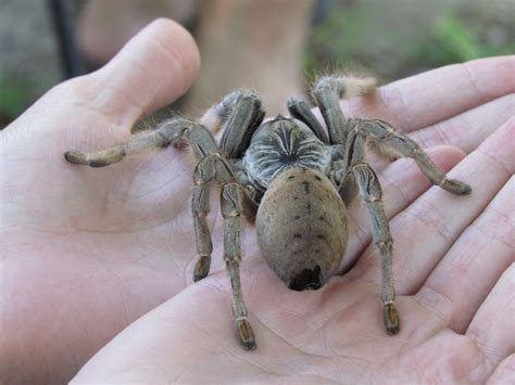 Baboon Spider | Senalala Safari Lodge | Kruger National Park | South Africa