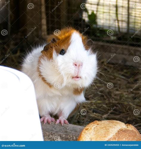 A Cute Guinea Pig at a Petting Zoo Stock Image - Image of portrait ...